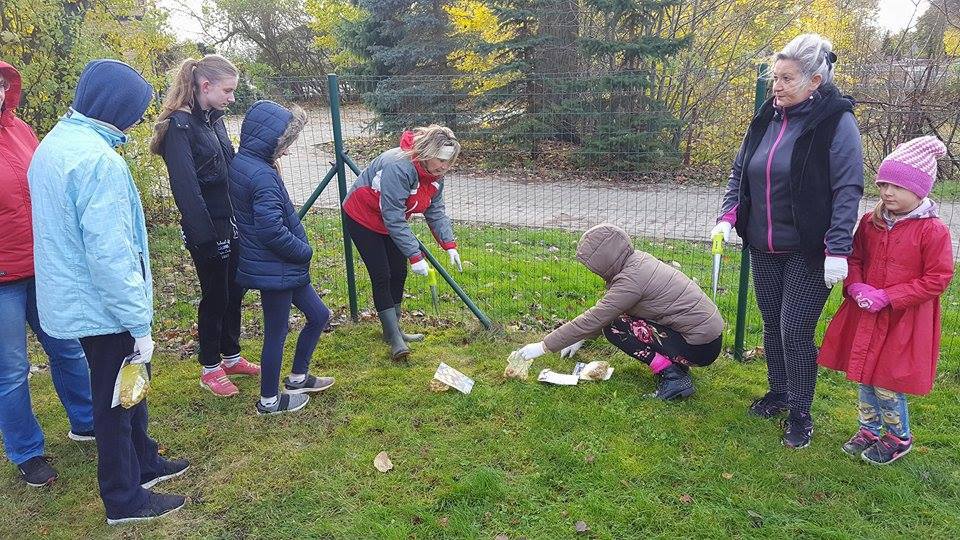 15.11.2017 Krokusy posadzone